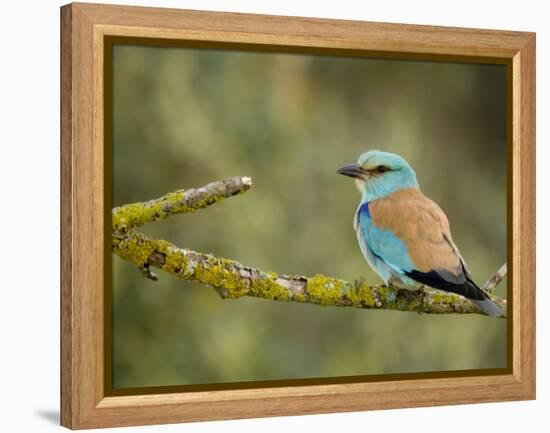 Common Roller Perched, South Spain-Inaki Relanzon-Framed Premier Image Canvas