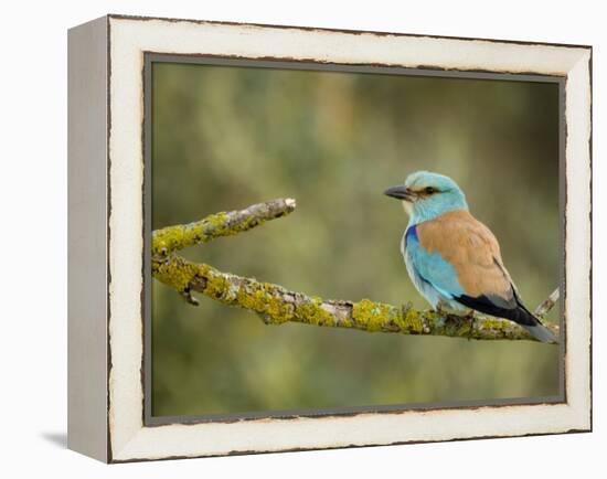 Common Roller Perched, South Spain-Inaki Relanzon-Framed Premier Image Canvas