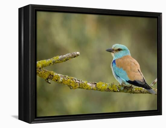 Common Roller Perched, South Spain-Inaki Relanzon-Framed Premier Image Canvas