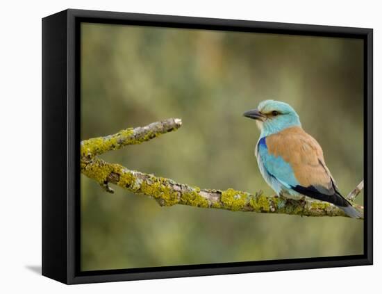 Common Roller Perched, South Spain-Inaki Relanzon-Framed Premier Image Canvas