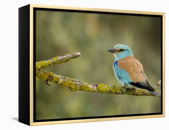 Common Roller Perched, South Spain-Inaki Relanzon-Framed Premier Image Canvas