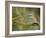Common Roller Perched, South Spain-Inaki Relanzon-Framed Photographic Print