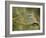 Common Roller Perched, South Spain-Inaki Relanzon-Framed Photographic Print