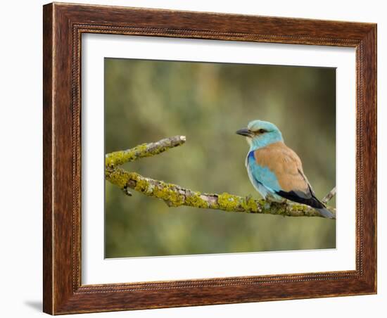 Common Roller Perched, South Spain-Inaki Relanzon-Framed Photographic Print