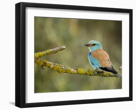 Common Roller Perched, South Spain-Inaki Relanzon-Framed Photographic Print