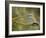 Common Roller Perched, South Spain-Inaki Relanzon-Framed Photographic Print