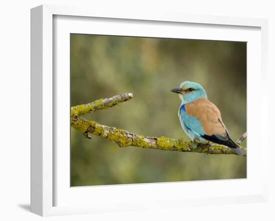 Common Roller Perched, South Spain-Inaki Relanzon-Framed Photographic Print