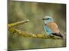 Common Roller Perched, South Spain-Inaki Relanzon-Mounted Photographic Print