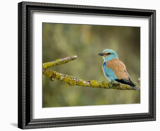 Common Roller Perched, South Spain-Inaki Relanzon-Framed Photographic Print