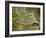 Common Roller Perched, South Spain-Inaki Relanzon-Framed Photographic Print