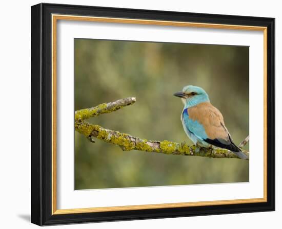 Common Roller Perched, South Spain-Inaki Relanzon-Framed Photographic Print