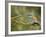 Common Roller Perched, South Spain-Inaki Relanzon-Framed Photographic Print