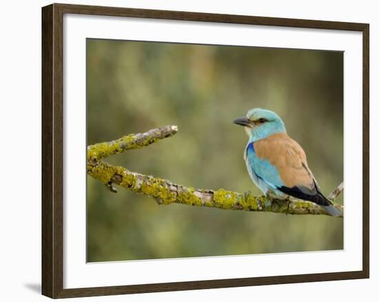 Common Roller Perched, South Spain-Inaki Relanzon-Framed Photographic Print