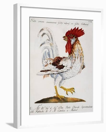 Common Rooster (Gallus Vulgaris-null-Framed Giclee Print