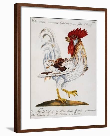 Common Rooster (Gallus Vulgaris-null-Framed Giclee Print
