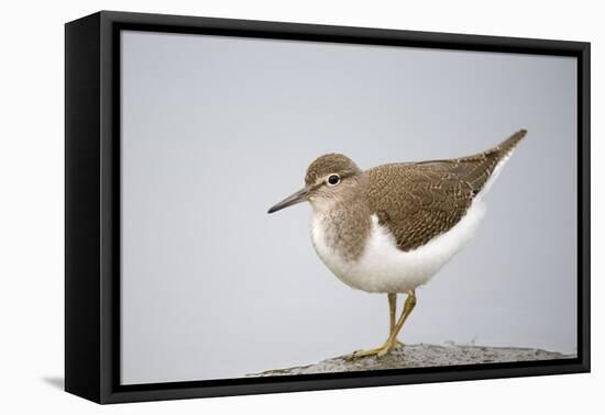 Common Sandpiper (Actitis Hypoleucos) Elbe Biosphere Reserve, Lower Saxony, Germany, September-Damschen-Framed Premier Image Canvas