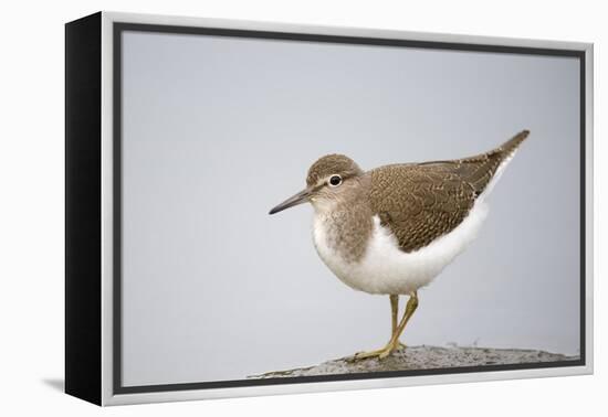 Common Sandpiper (Actitis Hypoleucos) Elbe Biosphere Reserve, Lower Saxony, Germany, September-Damschen-Framed Premier Image Canvas