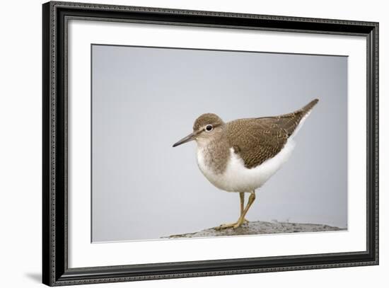 Common Sandpiper (Actitis Hypoleucos) Elbe Biosphere Reserve, Lower Saxony, Germany, September-Damschen-Framed Photographic Print