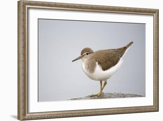 Common Sandpiper (Actitis Hypoleucos) Elbe Biosphere Reserve, Lower Saxony, Germany, September-Damschen-Framed Photographic Print