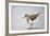 Common Sandpiper (Actitis Hypoleucos) Elbe Biosphere Reserve, Lower Saxony, Germany, September-Damschen-Framed Photographic Print