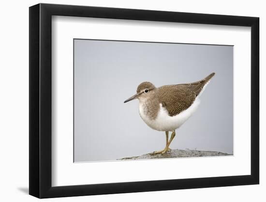 Common Sandpiper (Actitis Hypoleucos) Elbe Biosphere Reserve, Lower Saxony, Germany, September-Damschen-Framed Photographic Print