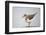 Common Sandpiper (Actitis Hypoleucos) Elbe Biosphere Reserve, Lower Saxony, Germany, September-Damschen-Framed Photographic Print