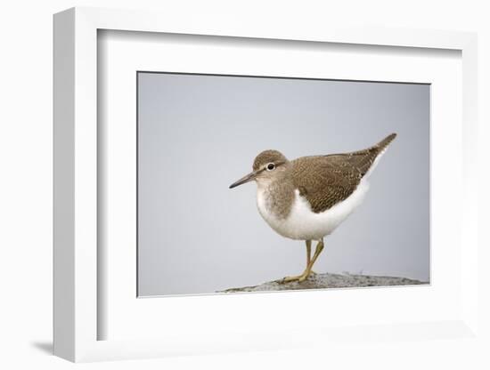 Common Sandpiper (Actitis Hypoleucos) Elbe Biosphere Reserve, Lower Saxony, Germany, September-Damschen-Framed Photographic Print