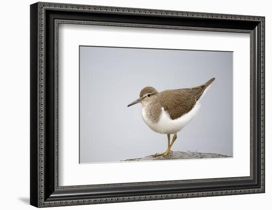 Common Sandpiper (Actitis Hypoleucos) Elbe Biosphere Reserve, Lower Saxony, Germany, September-Damschen-Framed Photographic Print