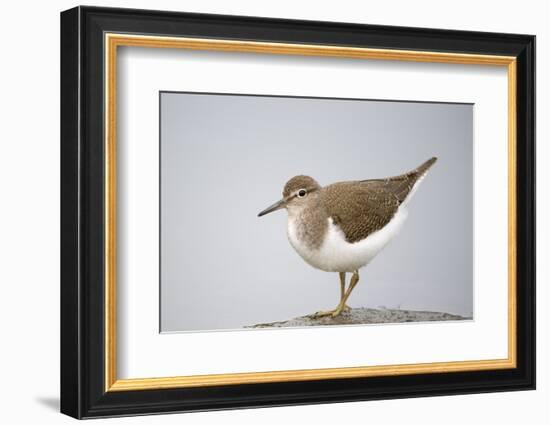 Common Sandpiper (Actitis Hypoleucos) Elbe Biosphere Reserve, Lower Saxony, Germany, September-Damschen-Framed Photographic Print