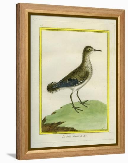 Common Sandpiper-Georges-Louis Buffon-Framed Premier Image Canvas