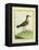 Common Sandpiper-Georges-Louis Buffon-Framed Premier Image Canvas