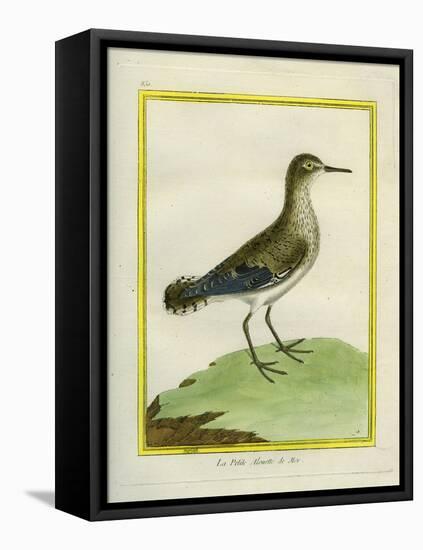 Common Sandpiper-Georges-Louis Buffon-Framed Premier Image Canvas