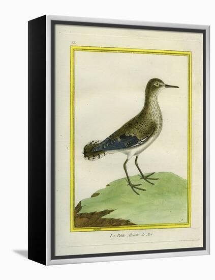 Common Sandpiper-Georges-Louis Buffon-Framed Premier Image Canvas