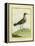 Common Sandpiper-Georges-Louis Buffon-Framed Premier Image Canvas