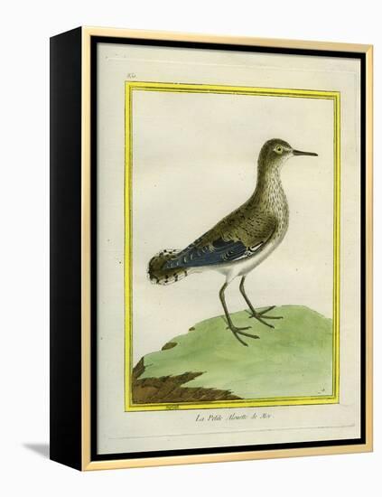 Common Sandpiper-Georges-Louis Buffon-Framed Premier Image Canvas