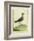 Common Sandpiper-Georges-Louis Buffon-Framed Giclee Print