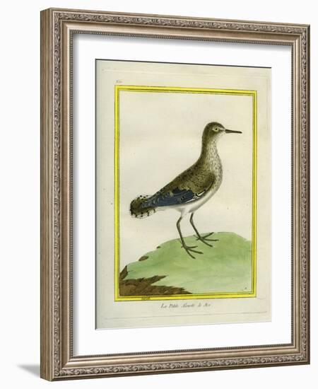 Common Sandpiper-Georges-Louis Buffon-Framed Giclee Print