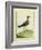 Common Sandpiper-Georges-Louis Buffon-Framed Giclee Print