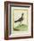 Common Sandpiper-Georges-Louis Buffon-Framed Giclee Print