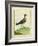 Common Sandpiper-Georges-Louis Buffon-Framed Giclee Print