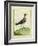 Common Sandpiper-Georges-Louis Buffon-Framed Giclee Print