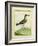 Common Sandpiper-Georges-Louis Buffon-Framed Giclee Print