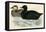 Common Scoter-Beverley R. Morris-Framed Premier Image Canvas