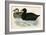 Common Scoter-Beverley R. Morris-Framed Giclee Print