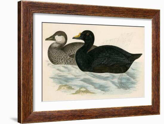 Common Scoter-Beverley R. Morris-Framed Giclee Print