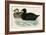 Common Scoter-Beverley R. Morris-Framed Giclee Print