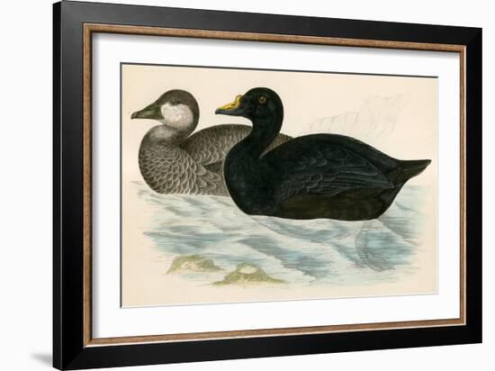 Common Scoter-Beverley R. Morris-Framed Giclee Print