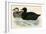 Common Scoter-Beverley R. Morris-Framed Giclee Print