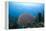 Common Sea Fan, Ambergris Caye, Belize-Pete Oxford-Framed Premier Image Canvas