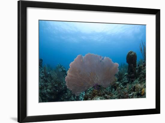 Common Sea Fan, Ambergris Caye, Belize-Pete Oxford-Framed Photographic Print